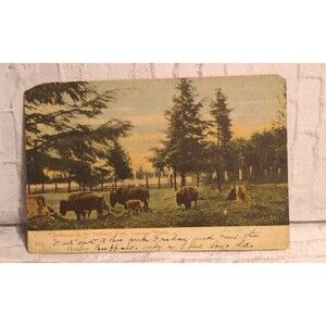 Postcard of Buffalo in Defiance Park Tacoma, Washington | Posted 1910